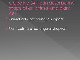 All animal cells and plant cells are eukaryotic cells (as opposed to the prokaryotic cells of therefore, animals, plants and fungi can be described as being 'eukaryotic'. Animal And Plant Cell Organelles Ppt Download