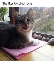 19 Funny Persian Cat Memes Factory Memes