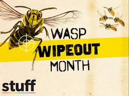 A number of birds eat. Wasp Wipeout 2020 2021 Givealittle