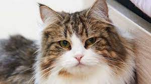 The siberian cat is moderately active. Siberian Price Personality Lifespan