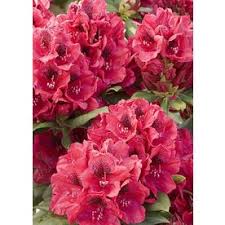 Monrovia 1 6 Gallon Red Lord Roberts Rhododendron Flowering Shrub 009552 Flowering Shrubs Showy Flowers Rhododendron