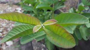 Jual jambu daun merah dengan harga rp35.000 dari toko online grosir bibit tanaman, kota batu. 6 Manfaat Daun Jambu Biji Untuk Tubuh