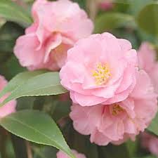 Sometimes called the rose of winter, it belongs to the family theaceae. Camellias Are Bursting Into Bloom In Pink Red Cream And Yellow