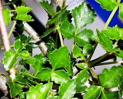 Image result for Commiphora mossambicensis