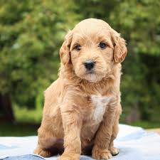 Jun 22, 2021 · also, be sure to check the dog breeder listings in our dog breeder directory, which feature upcoming dog litter announcements and current puppies for sale for that dog breeder. Our Puppies Brookemarie S Goldendoodle Love Dogs Litters Puppy Adoption Minnesota