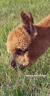 Huacaya Alpaca Alpaca Sunrise Farm Is A Full Service Alpaca Farm Since 1998 Alpaca Sales Breeding Boarding Alpaca Cute Alpaca Alpaca Farm Llama Alpaca