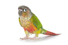 Green-Cheeked Conure Facts, Habitat, Diet, Adaptations, Pictures