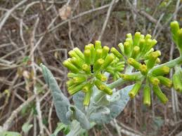 Image result for Solanecio cydoniifolius