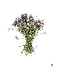 Plants Png Aesthetic 34 Best Ideas Flowers Plants Plant Aesthetic