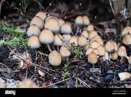 Image result for Coprinus sp.