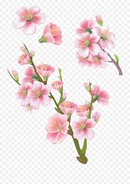 Untuk mendownload file diatas, silahkan klik kanan pada gambar bunga kemudian save image. Download Sakura Png Image With No Transparent Png Bunga Sakura Png Sakura Png Free Transparent Png Images Pngaaa Com