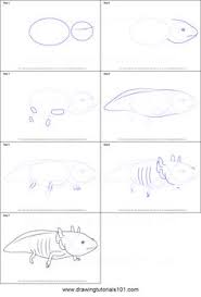 How to take care of an axolotl. 51 Axolotl Drawing Ideas Axolotl Axolotl Drawing Drawings