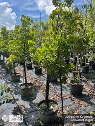 Image result for Heywoodia