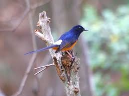 Maybe you would like to learn more about one of these? 15 Jenis Murai Batu Indah Bagus Berbagai Daerah Indonesia Dunia