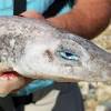 Top half of caudal fin different size than bottom half go to 8 8. Https Encrypted Tbn0 Gstatic Com Images Q Tbn And9gcqgfmakzd5huiv4uisq6suqooo4v Lp0coy69ke2u8uzf4p4ds Usqp Cau