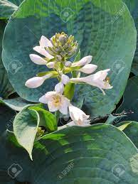 Maybe you would like to learn more about one of these? The Green Succulent Plants With White Flowers Stock Photo Picture And Royalty Free Image Image 42928045