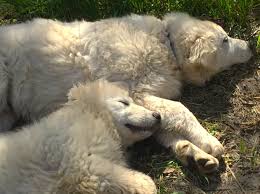 We have a great selection of sheep dog puppies for sale. Maremma Sheepdogs Stone Steps Farm