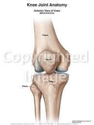 Anterior view of knee labeled. Anterior View Of Knee Joint Bones Legal Graphicworks