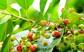 NÊN TRỒNG VÀ SỬ DỤNG LÁ, NỤ CÂY VỐI LÀM NƯỚC UỐNG RẤT TỐT