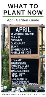 Arizona Garden In April Growing In The Garden In 2020 Arizona Gardening When To Plant Vegetables Growing Lima Beans