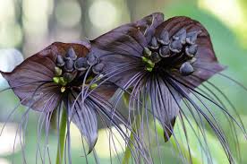 Native to thailand, the unusual bat flower with white whiskers can be grown in your home with the right care and culture of temperature and light. Bat Flower Useful Tips For Planting Floraqueen