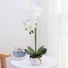 Kadupul flower ( epiphyllum oxypetalum ) the kadupul is a rare flowering cactus with elegant white flowers Buy Orchid Phalaenopsis Flower Arrangements White Orchid Artificial Orchid Flowers With White Vase Wedding Party Dining Table Centerpiece Decor White Height 17 Online In Germany B07b9d7y89