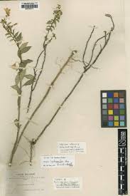 Image result for Solanum cyaneopurpureum