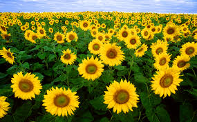 Image result for sunflower