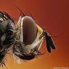 1 040 Otmetok Nravitsya 156 Kommentariev Abdul Aziz Al Shamali Azizgrafie V Instagram صوره بورتريه جانبيه لنوع من أنواع الذباب Insects Monster Animals