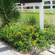 Image result for Helianthus debilis