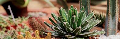 The arid environment of the desert makes the care arduous and expensive. Desert Plant Tree Landscaping Nursery In Cave Creek Phoenix