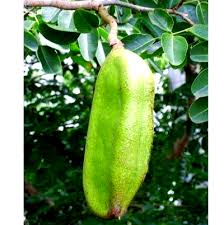 Image result for Afzelia