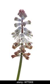 Image result for Nymphoides brevipedicellata