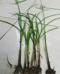 Spesies gulma rumput sering ditemui adalah jenis rumput belulang (eleusine indica), tuton (echinochloa colona), rumput grintingan (cynodon dactilon), rumput pahit (paspalum distichum). Rumput Grintingan Herbisida Rumpas Dan Cara Aplikasinya Penggunaanya