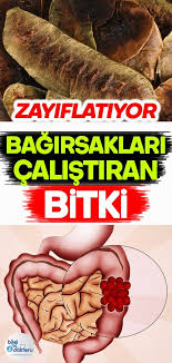 Bagirsak Calistiran Bitki Health Food Beef