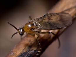 Image result for Gnidia chapmanii