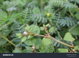 Image result for Trianthema portulacastrum