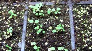 Columbine Started From Seeds Youtube
