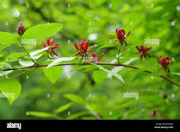 Image result for Crotalaria prolongata