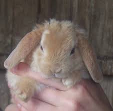 Mini Plush Lops Rabbits For Sale Plush Cute Bunny