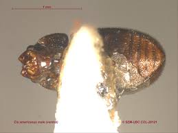 Image result for Cissus humbertii