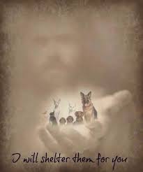 Live Laugh Bark On Twitter Dog Quotes Dog Love Rainbow Bridge