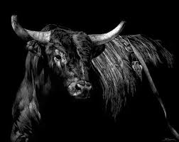 Black And White Bull Canvas Brindle Rodeo Bull Bull Art Bull Painting Art Prints