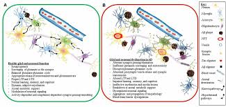 Call for a free estimate on our pest control services. Frontiers Tau Mediated Dysregulation Of Neuroplasticity And Glial Plasticity Molecular Neuroscience