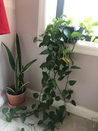 We did not find results for: If I Cut My Pothos Will The Leaves Ever Grow Back Where I Cut I Want To Make A New Plant With The Cuttings I Ve Never Cut It Before And I Don T