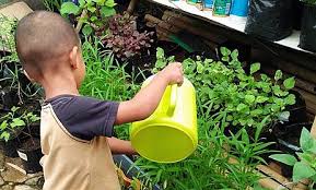 Pengertian tema dan sub tema pembelajaran paud: Tanaman Obat Untuk Anak Tk Info Kece