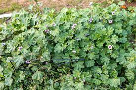 Check spelling or type a new query. Care And Growing Guide For Hardy Geranium