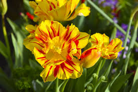 We did not find results for: Yellow Flowers With Red Stripe Free Stock Photo Public Domain Pictures