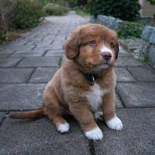Advertise, sell, buy and rehome nova scotia duck tolling retriever dogs and puppies with pets4homes. Nova Scotia Duck Tolling Retriever Puppy Puppies Cute Baby Animals Cute Dogs