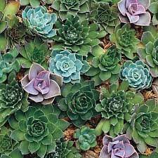 Hens Chicks Hardy Succulent Blend Seeds Hens And Chicks Succulents Succulent Seeds